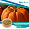 Pumpkin Protein Powder is a highly nutritious and versatile protein source that offers many health benefits. It can be used as a supplement to a healthy diet and lifestyle and can provide an excellent alternative to animal-based protein sources.